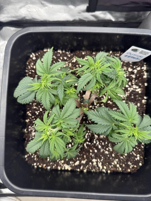 Critical-cookies gelato fotoperiodiche. Week 4