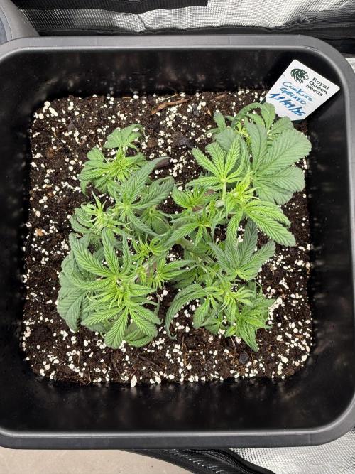 Critical-cookies gelato fotoperiodiche. Week 4