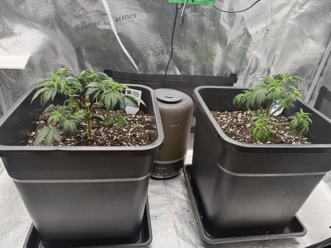 Critical-cookies gelato fotoperiodiche. Week 4