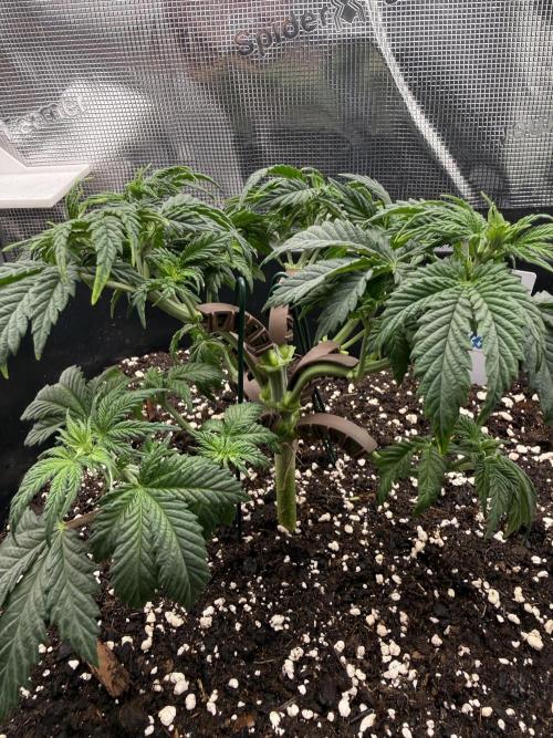 Critical-cookies gelato fotoperiodiche. Week 4