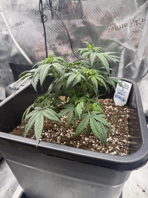 Critical-cookies gelato fotoperiodiche. Week 4