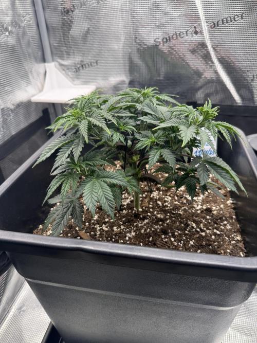 Critical-cookies gelato fotoperiodiche. Week 4