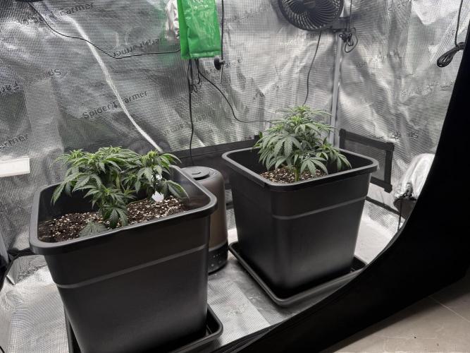 Critical-cookies gelato fotoperiodiche. Week 4