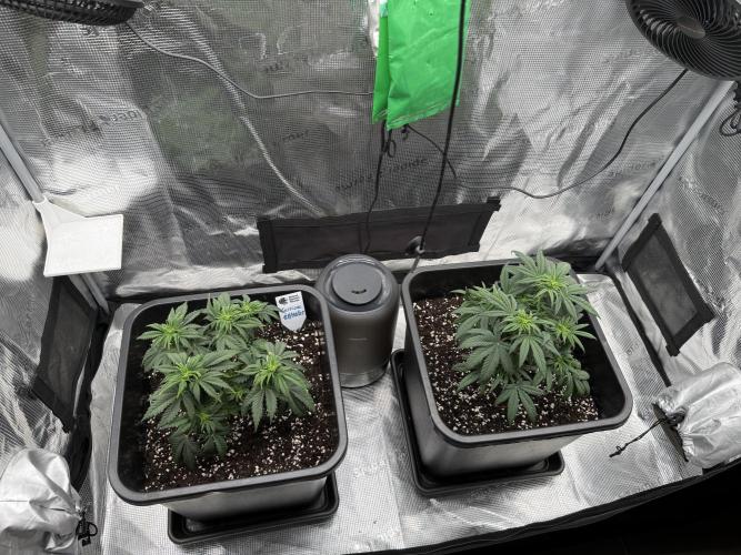 Critical-cookies gelato fotoperiodiche. Week 4