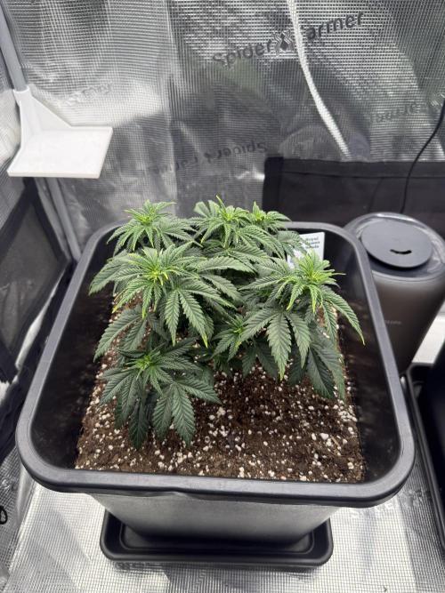 Critical-cookies gelato fotoperiodiche. Week 4