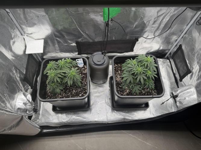 Critical-cookies gelato fotoperiodiche. Week 5