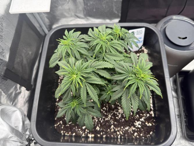 Critical-cookies gelato fotoperiodiche. Week 5