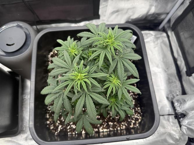 Critical-cookies gelato fotoperiodiche. Week 5