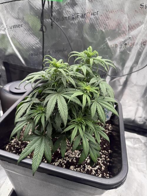 Critical-cookies gelato fotoperiodiche. Week 5