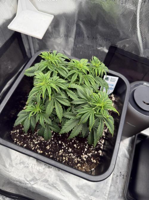 Critical-cookies gelato fotoperiodiche. Week 5