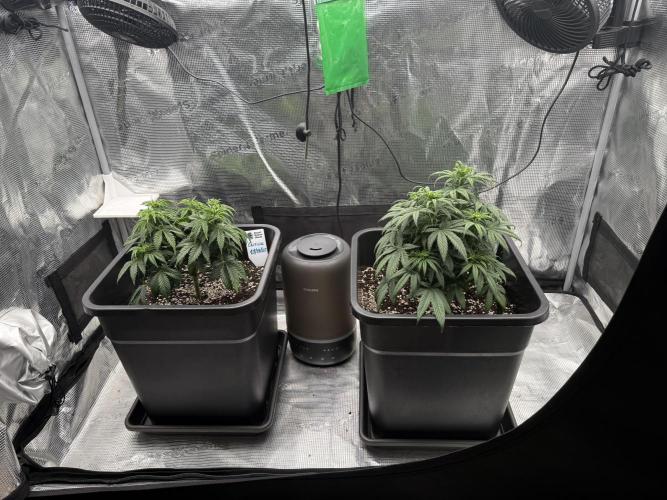 Critical-cookies gelato fotoperiodiche. Week 5