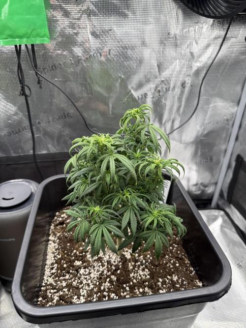 Critical-cookies gelato fotoperiodiche. Week 6