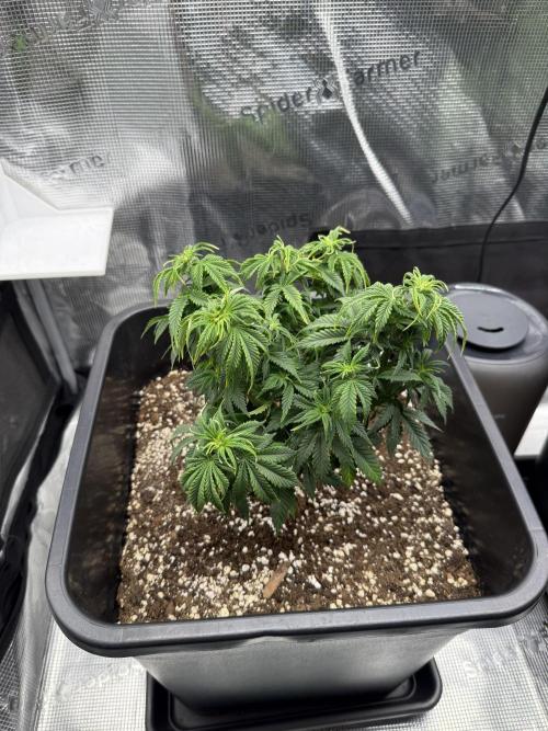 Critical-cookies gelato fotoperiodiche. Week 6