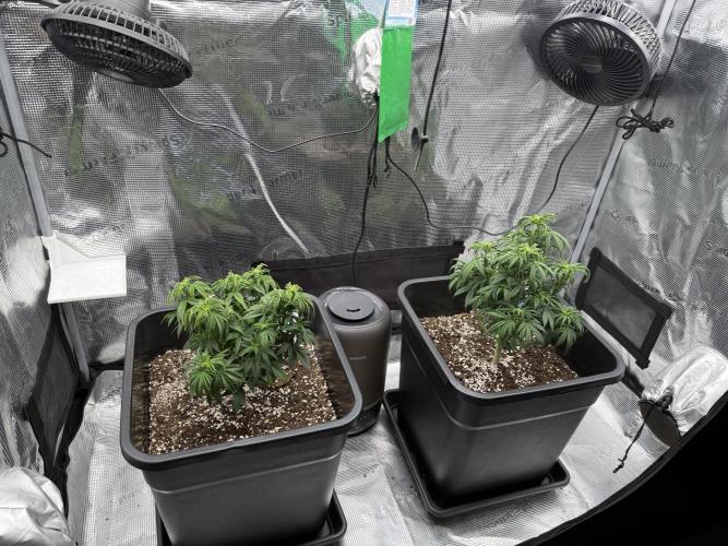 Critical-cookies gelato fotoperiodiche. Week 6