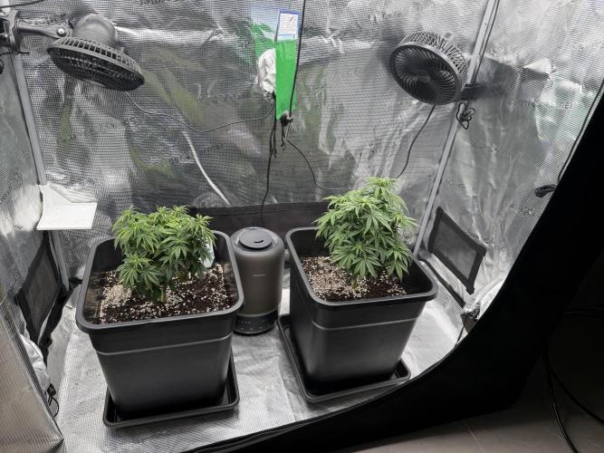 Critical-cookies gelato fotoperiodiche. Week 6