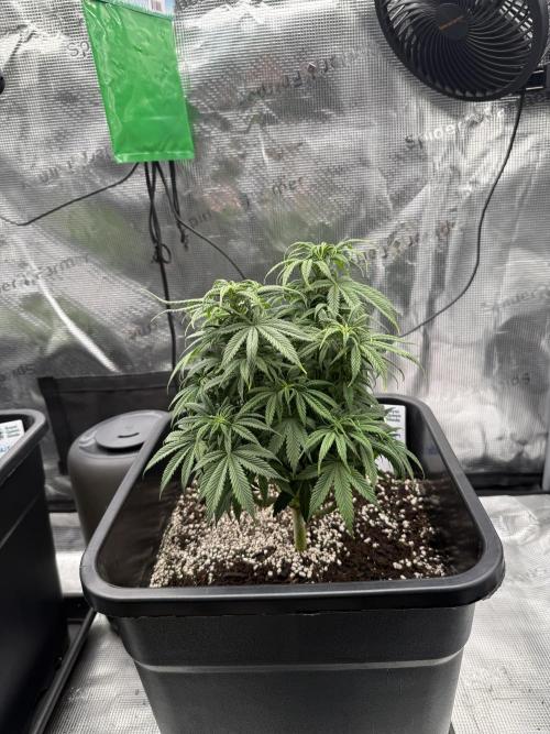 Critical-cookies gelato fotoperiodiche. Week 6