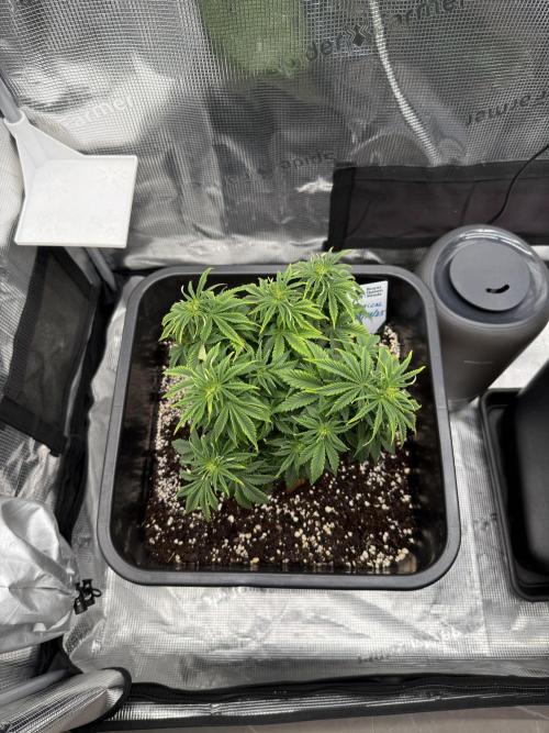 Critical-cookies gelato fotoperiodiche. Week 6