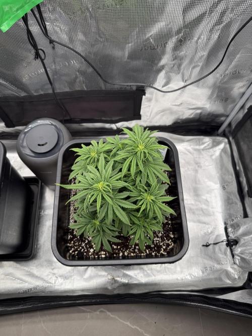 Critical-cookies gelato fotoperiodiche. Week 6