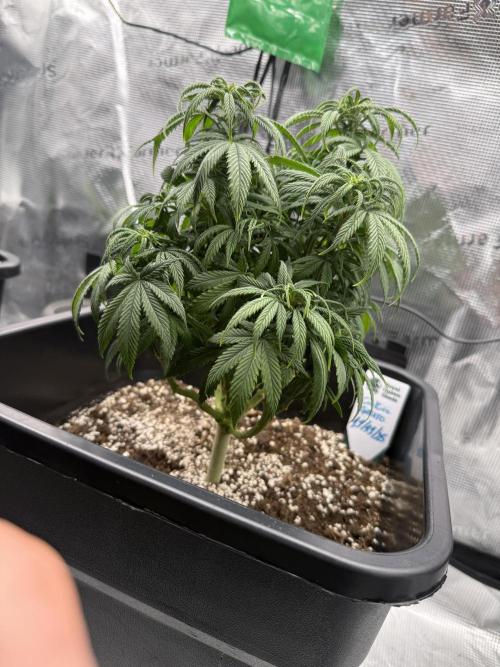 Critical-cookies gelato fotoperiodiche. Week 7