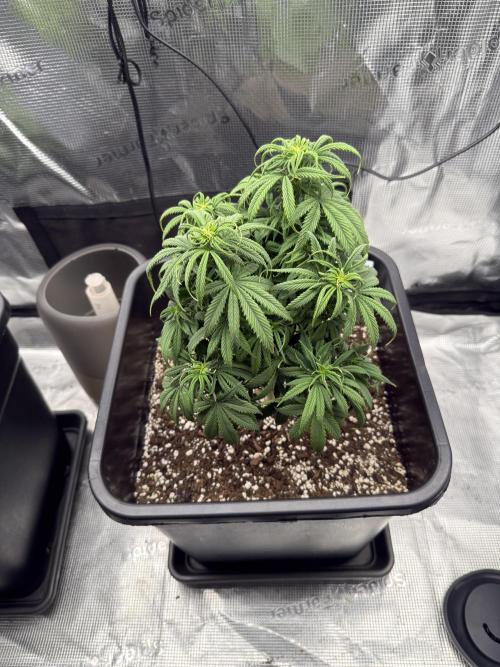 Critical-cookies gelato fotoperiodiche. Week 7