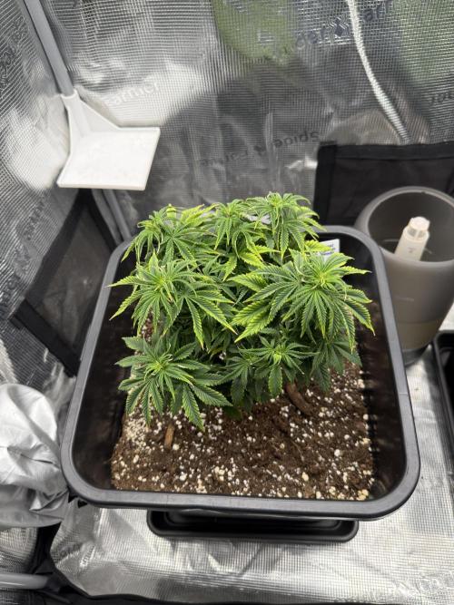 Critical-cookies gelato fotoperiodiche. Week 7