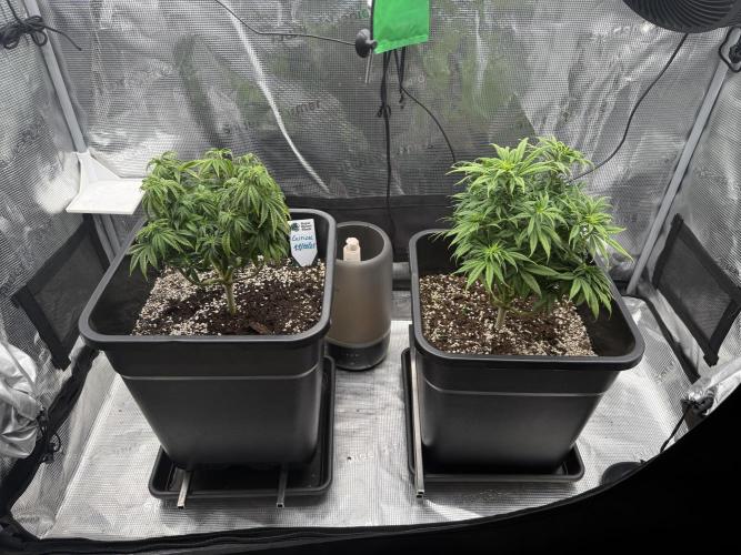 Critical-cookies gelato fotoperiodiche. Week 8