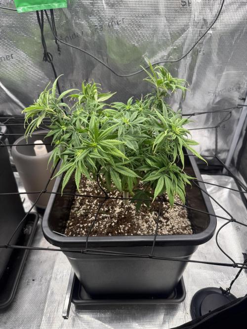 Critical-cookies gelato fotoperiodiche. Week 8