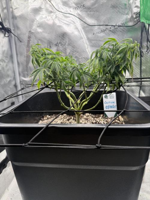 Critical-cookies gelato fotoperiodiche. Week 8