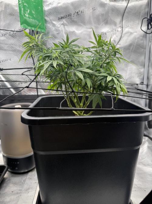 Critical-cookies gelato fotoperiodiche. Week 8