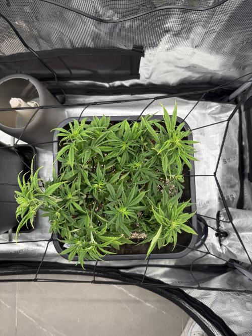 Critical-cookies gelato fotoperiodiche. Week 8