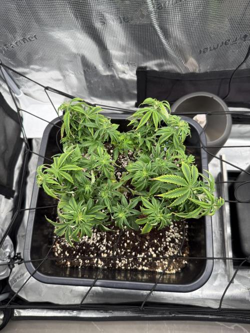 Critical-cookies gelato fotoperiodiche. Week 8