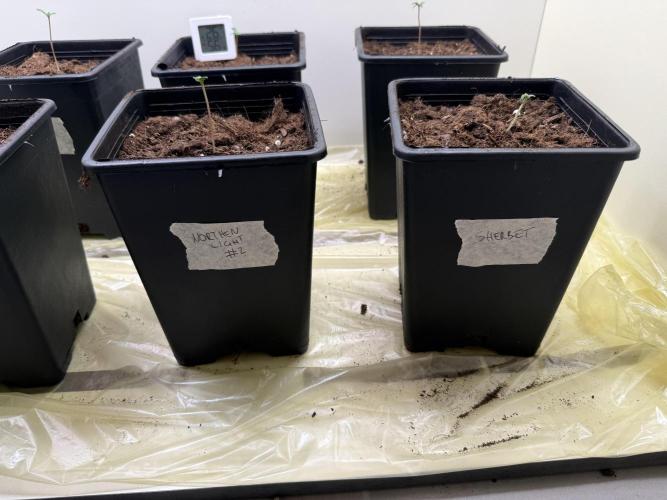 Autofiorenti. Week 0