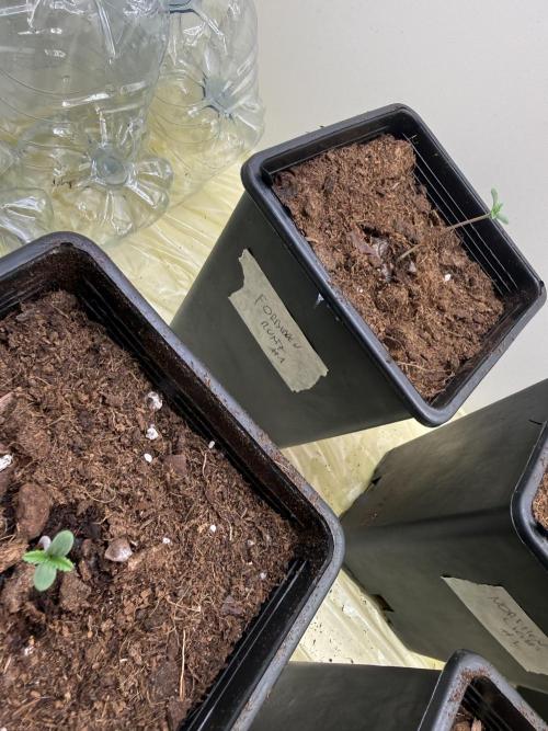 Autofiorenti. Week 0