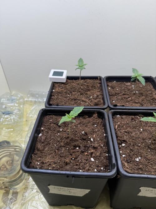 Autofiorenti. Week 0