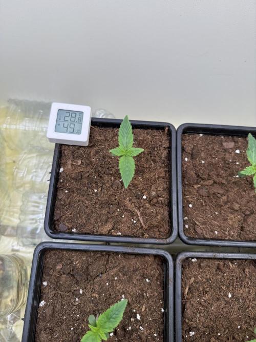 Autofiorenti. Week 0