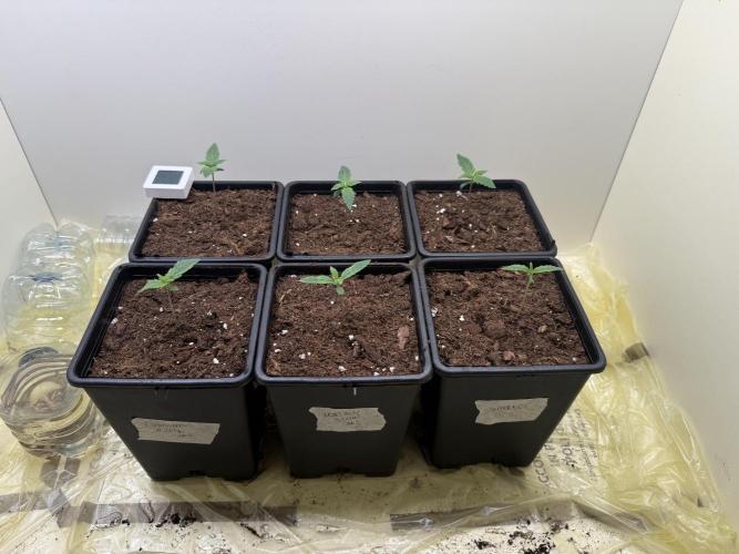 Autofiorenti. Week 0