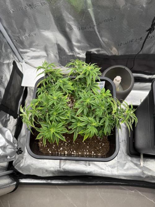 Critical-cookies gelato fotoperiodiche. Week 8