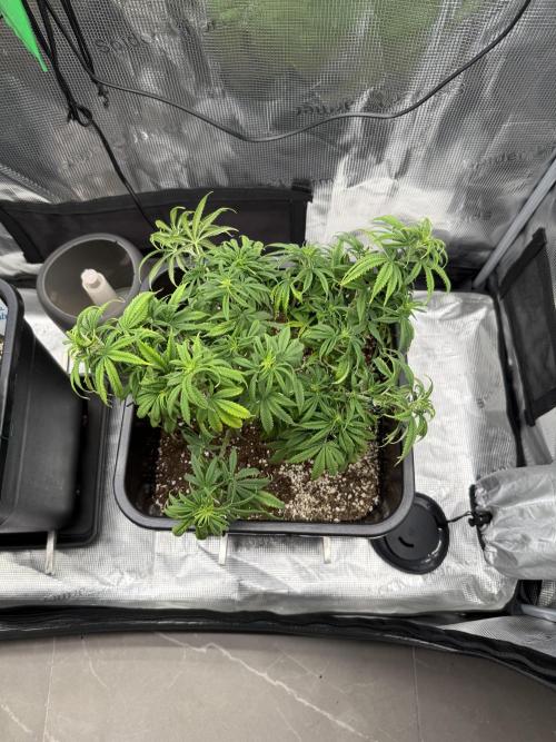 Critical-cookies gelato fotoperiodiche. Week 8