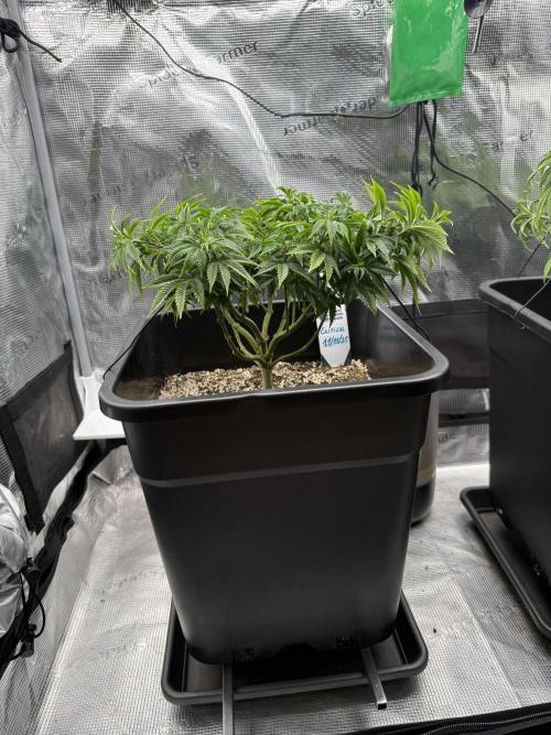 Critical-cookies gelato fotoperiodiche. Week 8