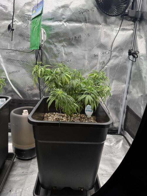 Critical-cookies gelato fotoperiodiche. Week 8