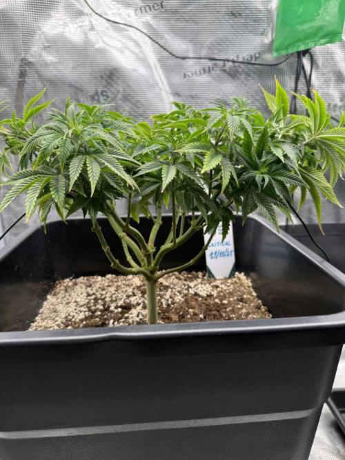 Critical-cookies gelato fotoperiodiche. Week 8