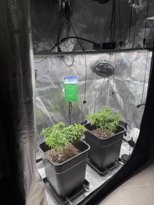 Critical-cookies gelato fotoperiodiche. Week 8