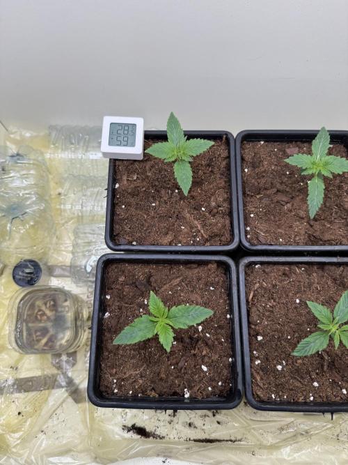 Autofiorenti. Week 1