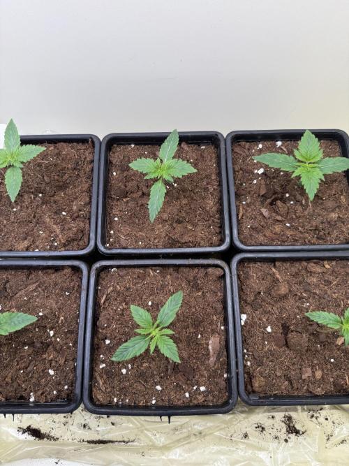 Autofiorenti. Week 1