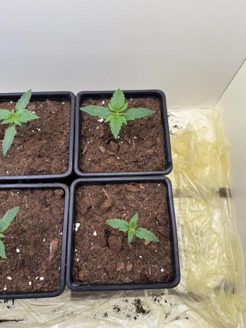 Autofiorenti. Week 1