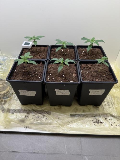 Autofiorenti. Week 1