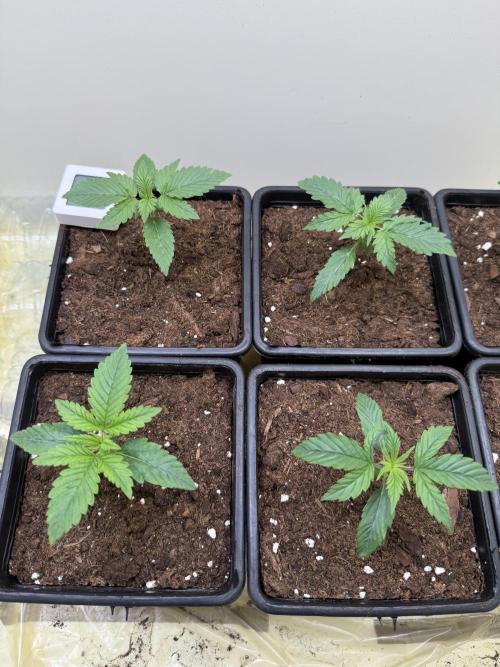 Autofiorenti. Week 1