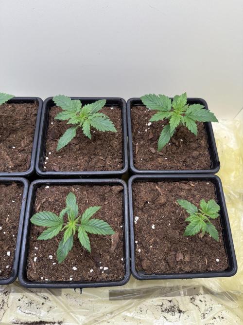 Autofiorenti. Week 1