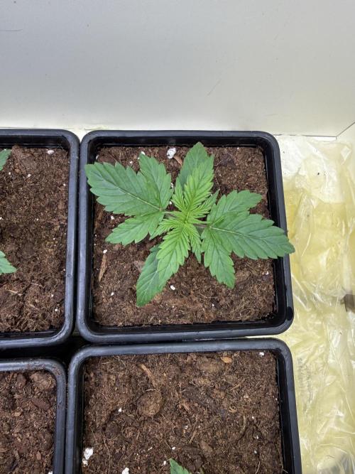 Autofiorenti. Week 1