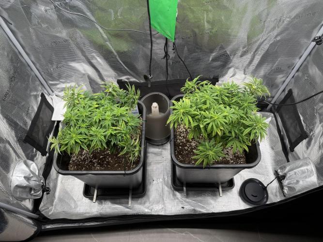 Critical-cookies gelato fotoperiodiche. Week 9